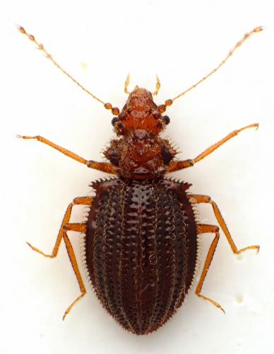 Dasycerus sulcatus